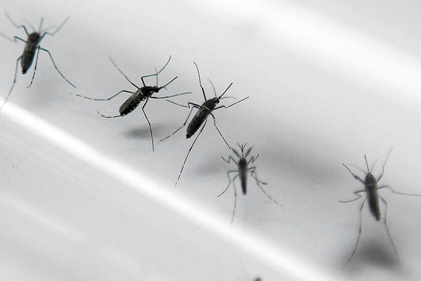 Aedes aegypti mosquitoes transmit Zika virus, which is linked to birth defects.