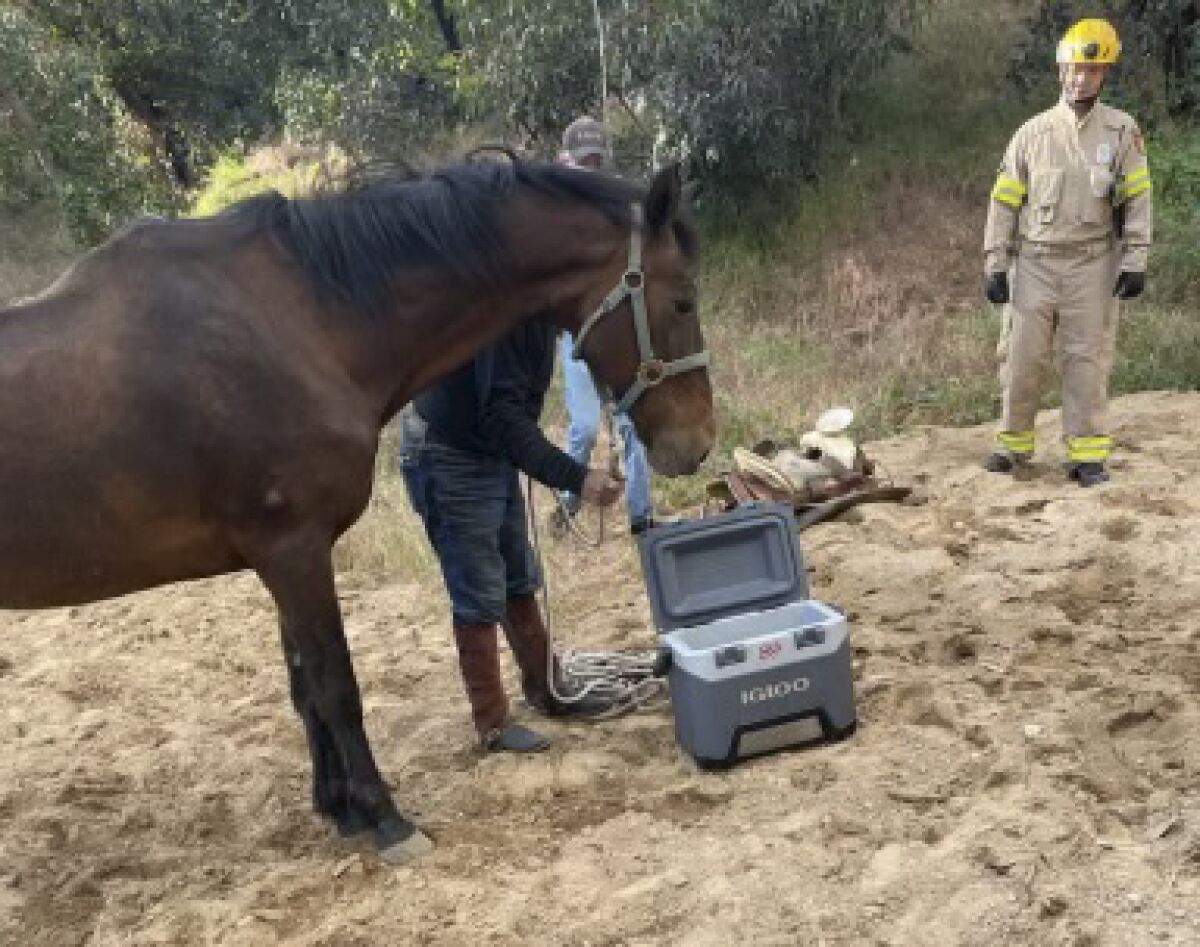 A horse is shown on a dirt trail with a couple of rescuers nearby.