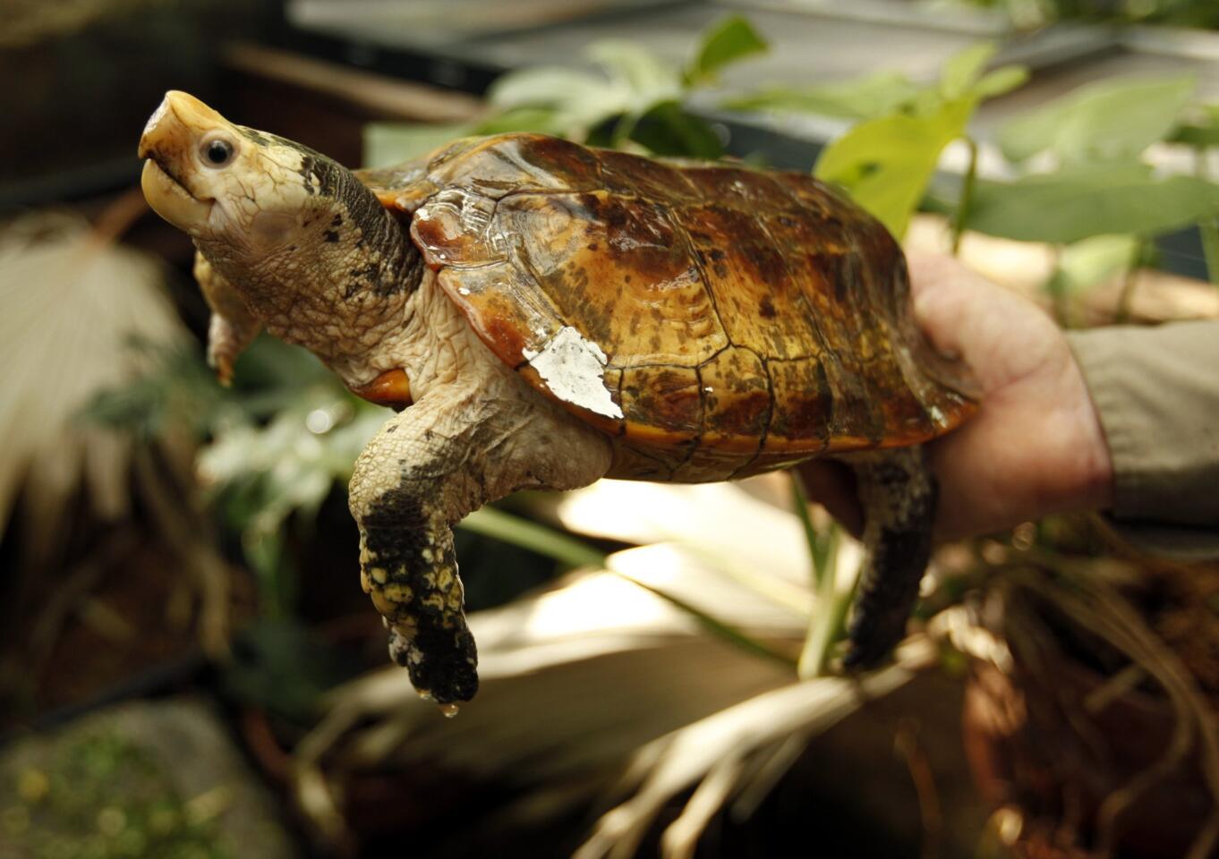 Marking rare tortoises - Los Angeles Times