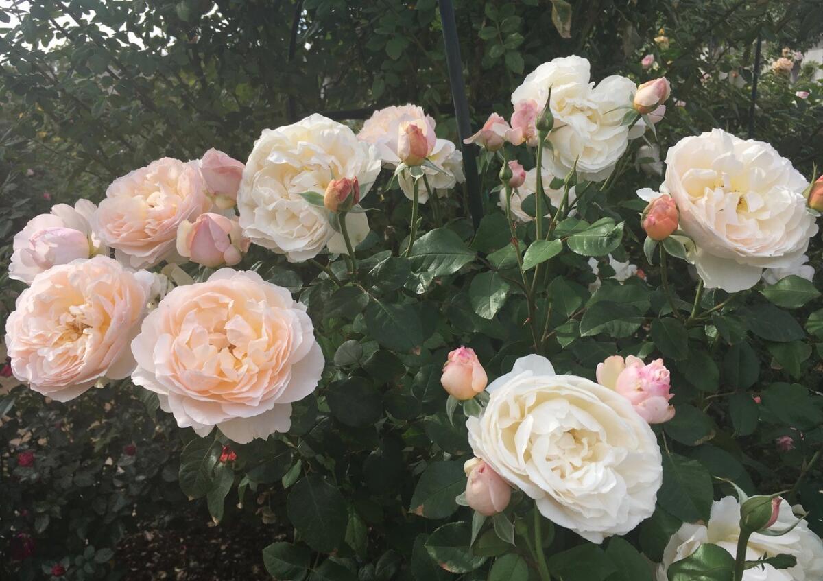 A magical fall rose garden full of blooms follows five to six weeks after fall pruning. Shown is 'Midnight in Paris.'