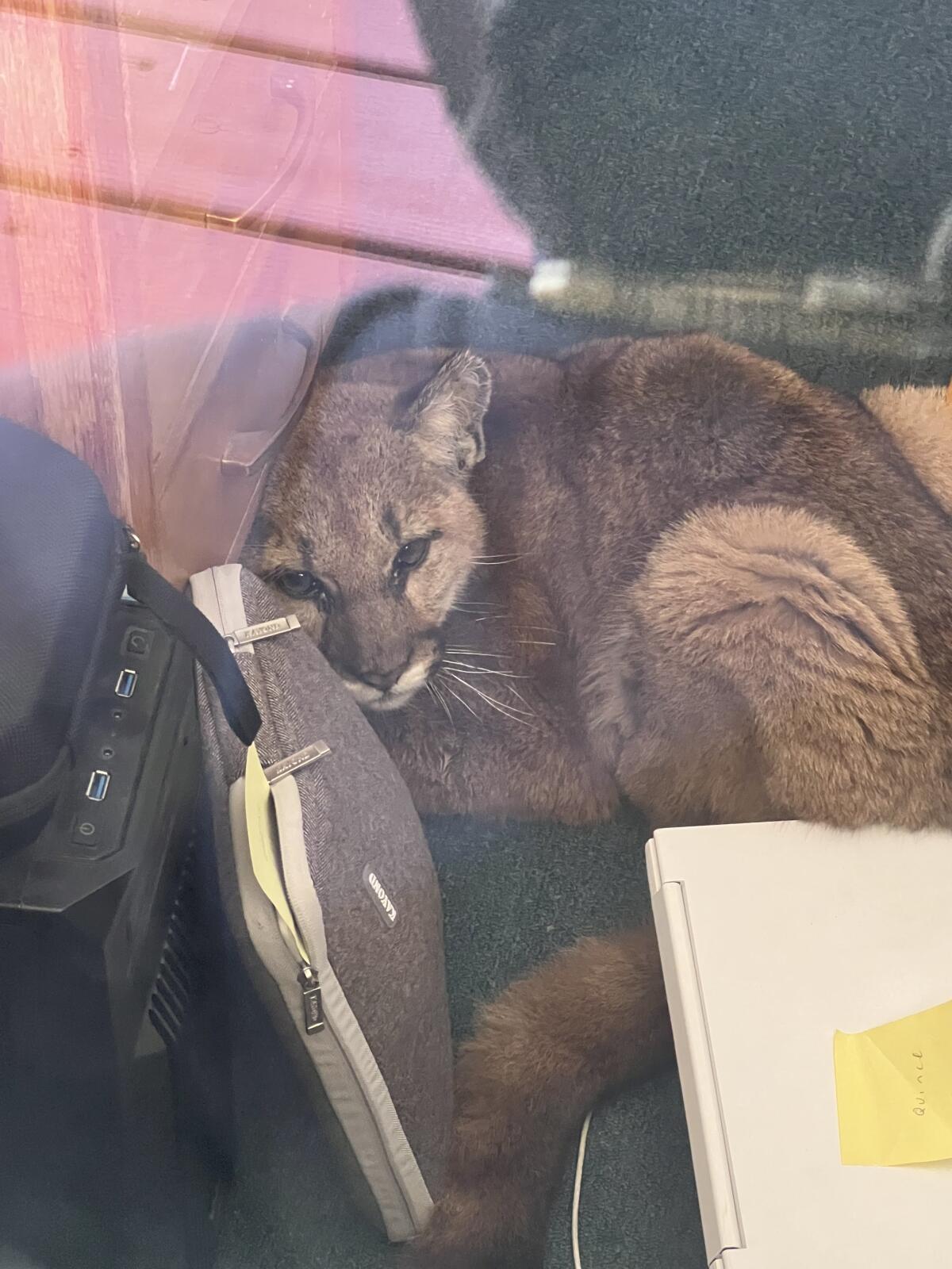 A young mountain lion curls beside canvas bags.