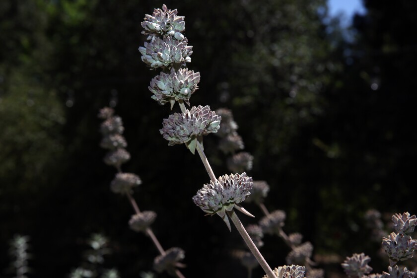 A sage plant blooms in tall fragrant spikes at the California Botanic Garden.