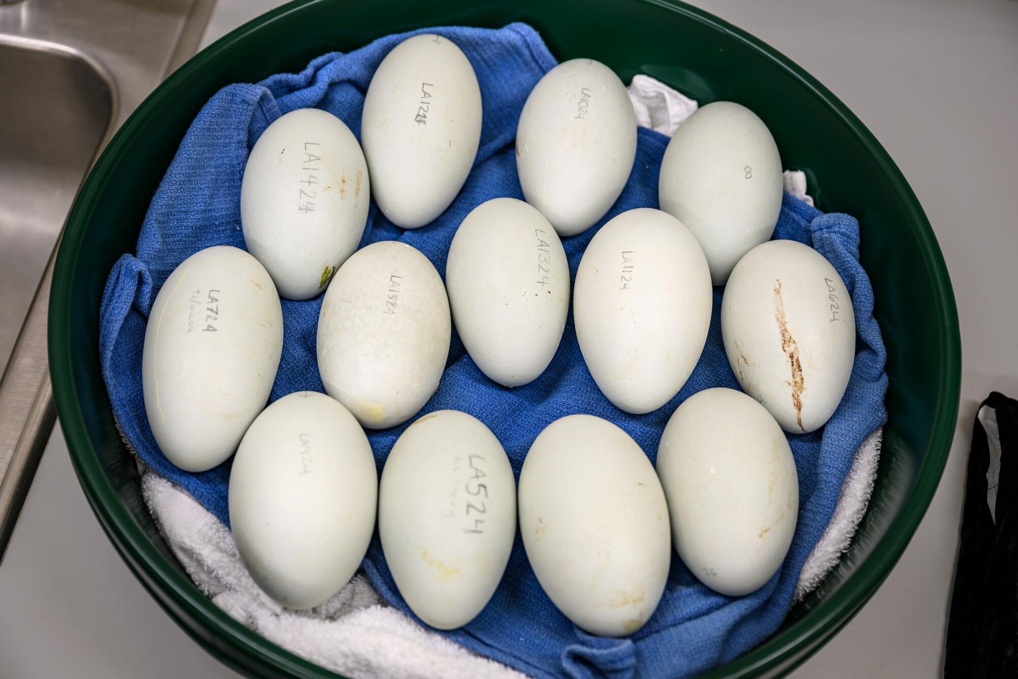 California condor eggs are cared for at L.A. Zoo. The animal is critically endangered.