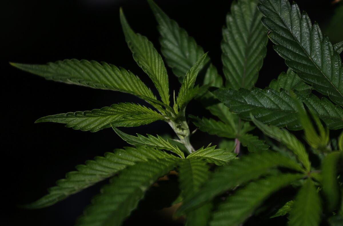 Not all California law enforcement leaders are opposed to legalizing recreational marijuana.