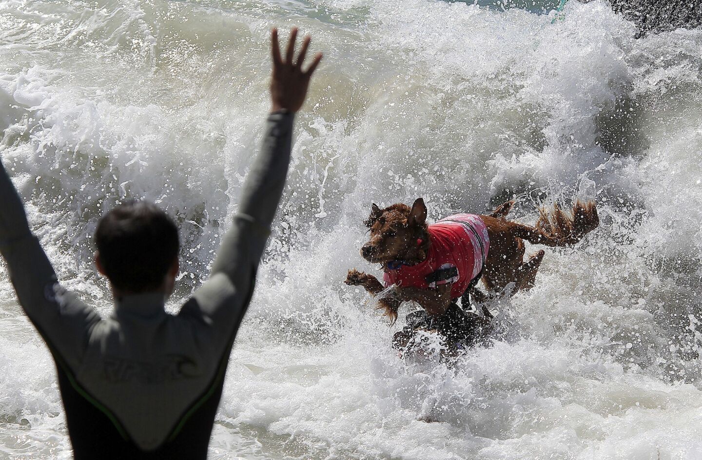 Surfing canine