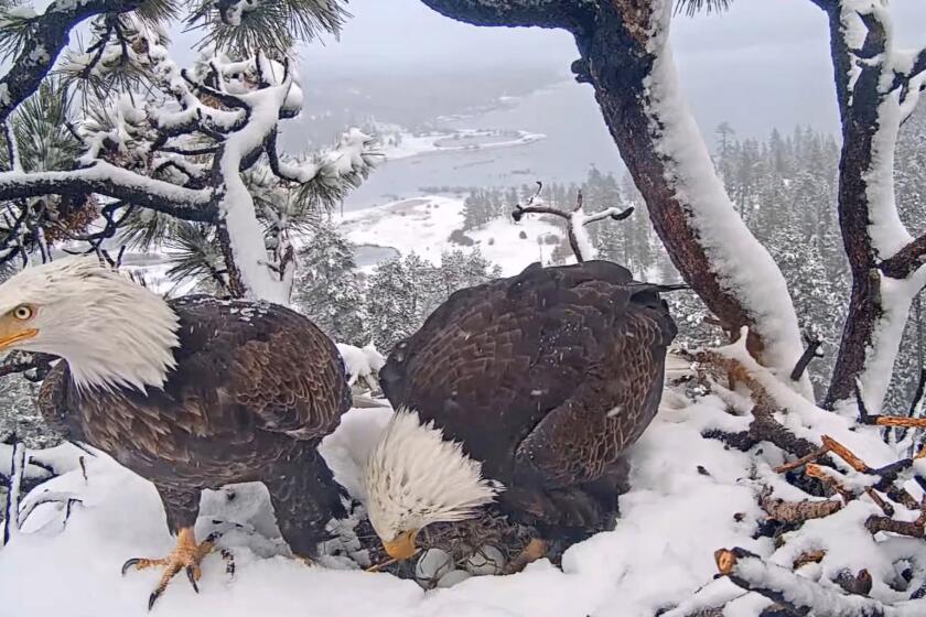 Jackie and Shadow with their 3 new eggs, courtesy FriendsofBigBearValley.org at their nest in Big Bear on Thursday, Feb. 1, 2024.