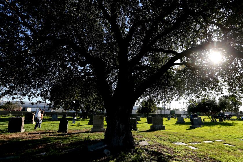 COMPTON, CA. - FEB. 17, 2021. A large tree grows in a corner of Woodlawn Memorial Park in Compton. Compton natives Celestina Bishop and Frank Wilson are fighting to keep the cemetery open. Bishop started a nonprofit to to save it after recently discovering that it had fallen into neglect. (Luis Sinco/Los Angeles Times)