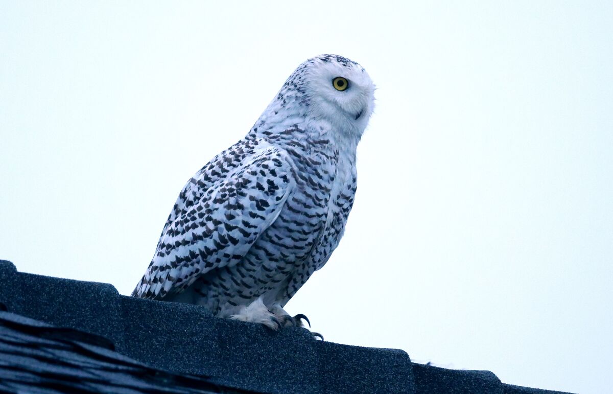 A snowy owl sits on a rooftop.