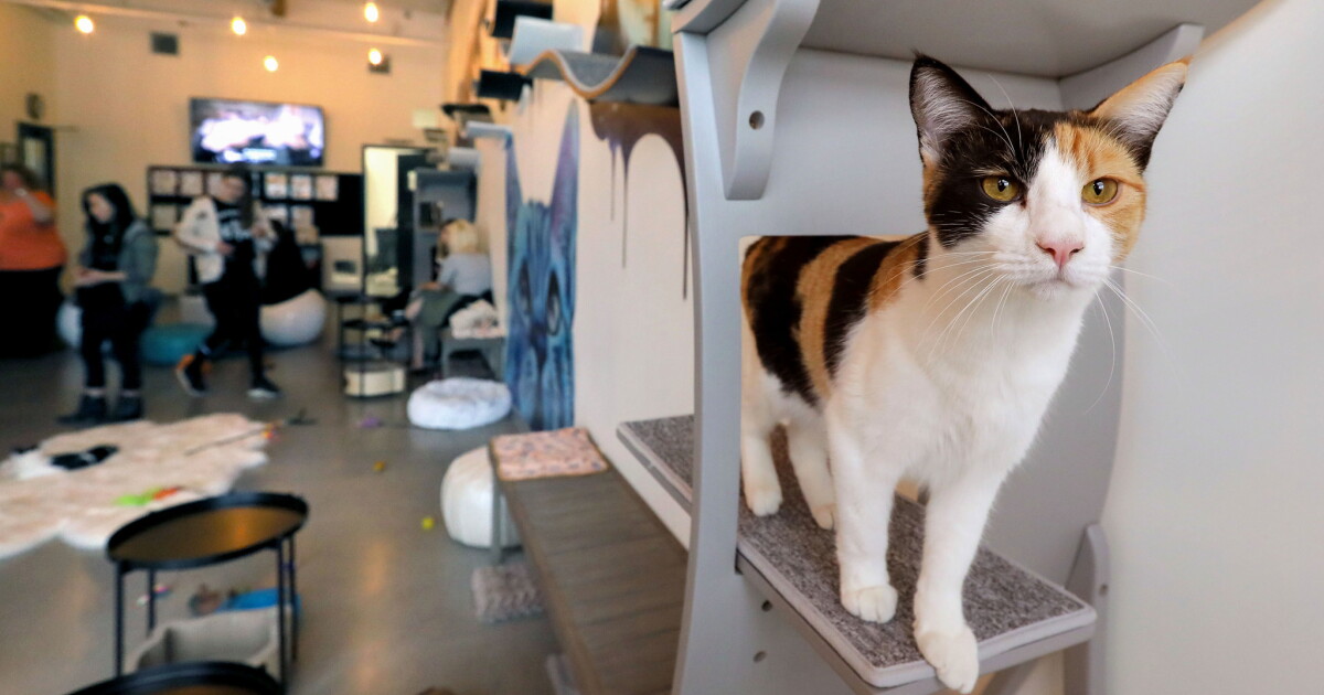 Feline lovers open North County s first cat cafe The San Feline lovers open North County s first cat cafe The San
