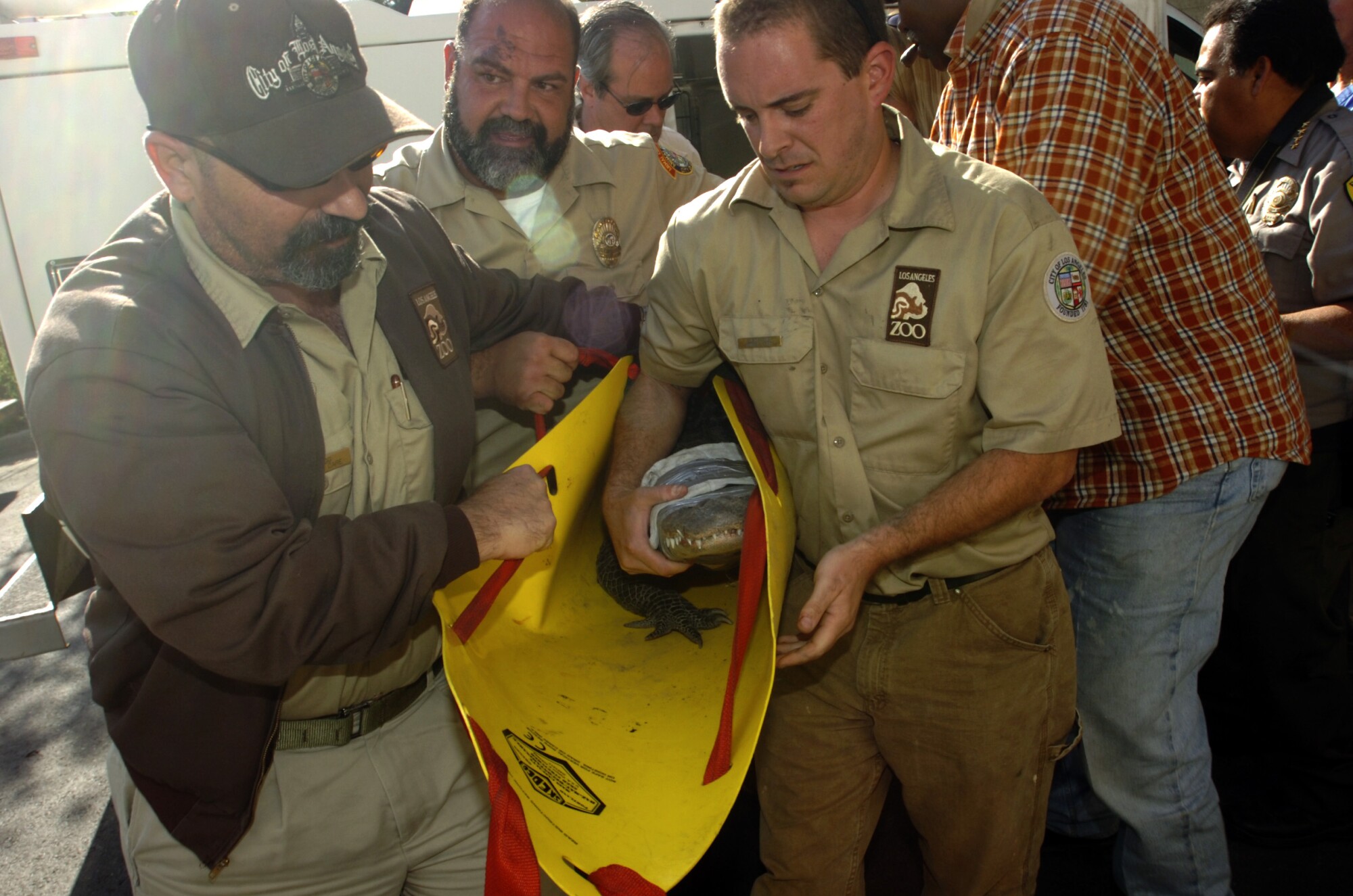 Animal control officers and Los Angeles Zoo officials carry an alligator