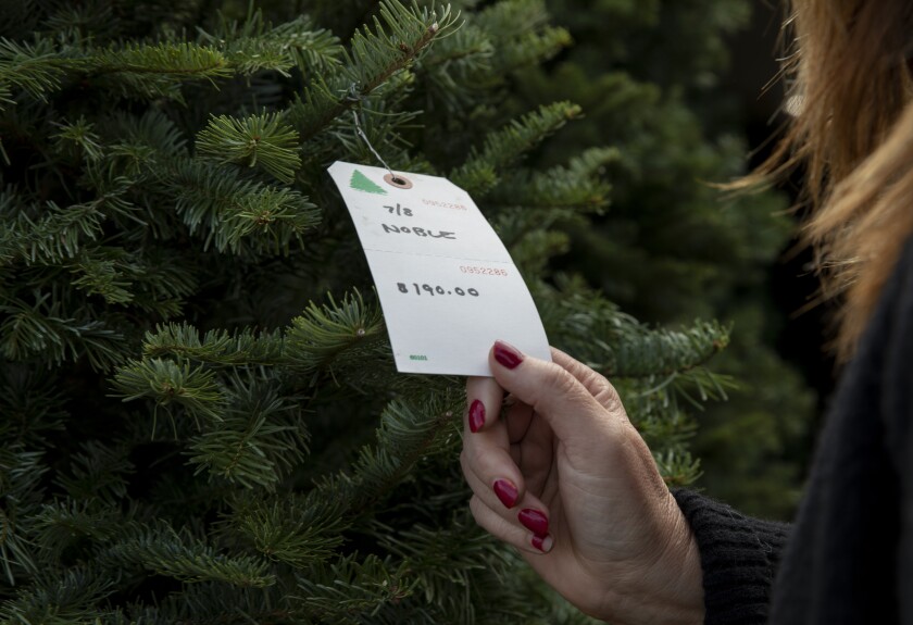 Brooke Hendricks searches for a tree for her office at Purdy Tree Farms.