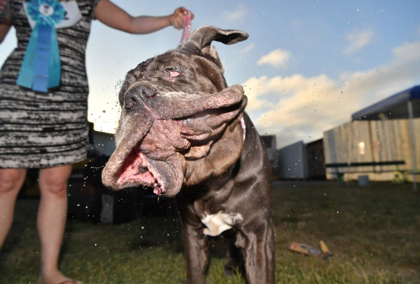 Martha, a Neapolitan Mastiff, shakes water off her head after winning this year's World's Ugliest Dog Competition in Petaluma.