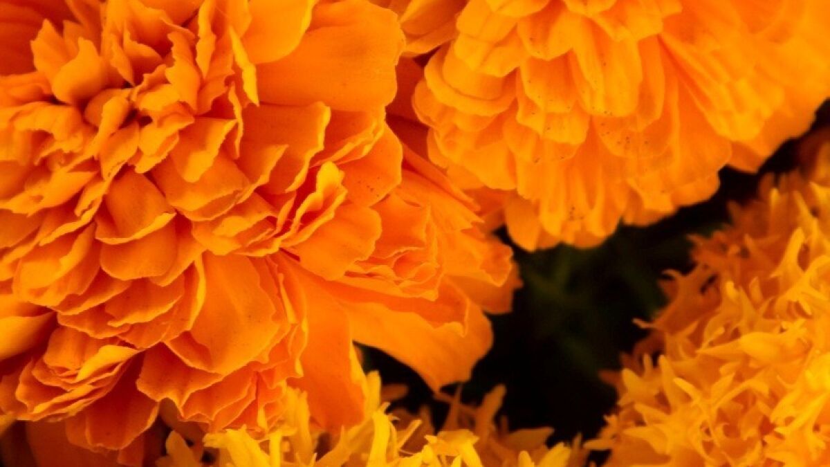 Planting marigolds, for Day of the Dead and beyond - Los Angeles Times