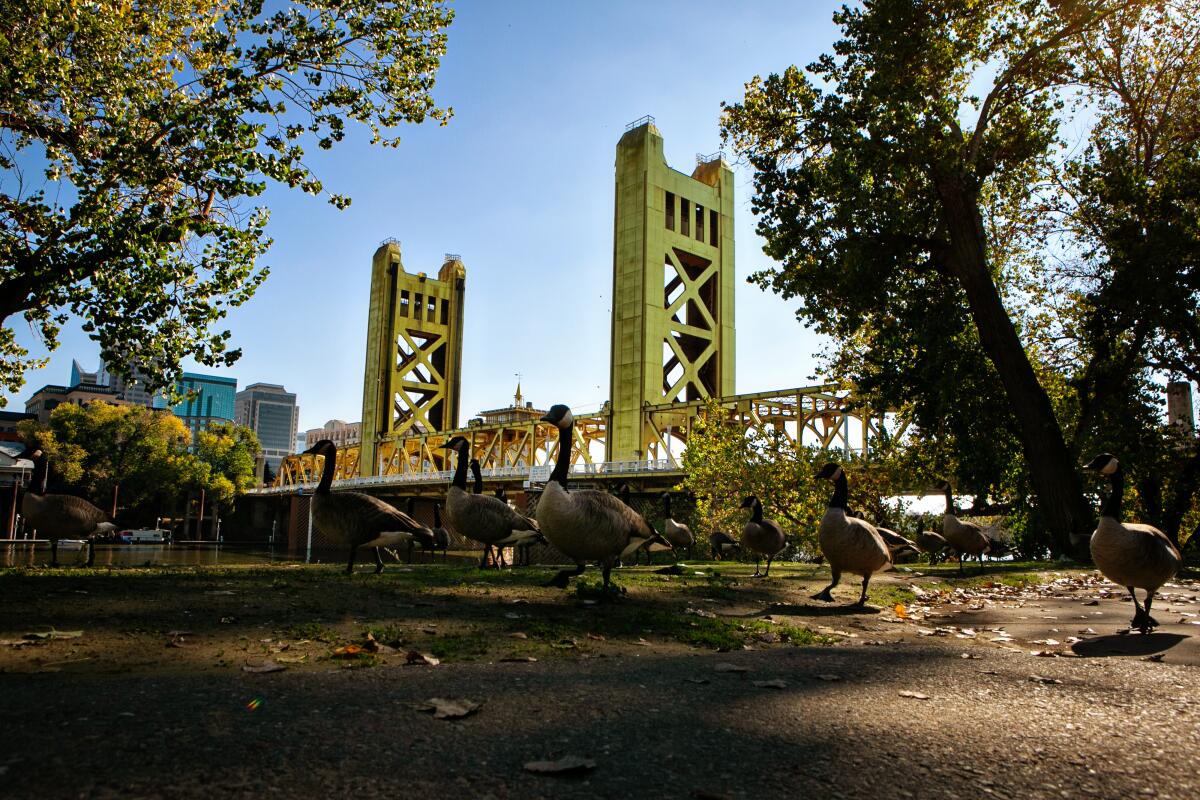 Geese walk on a trail near a bridge.