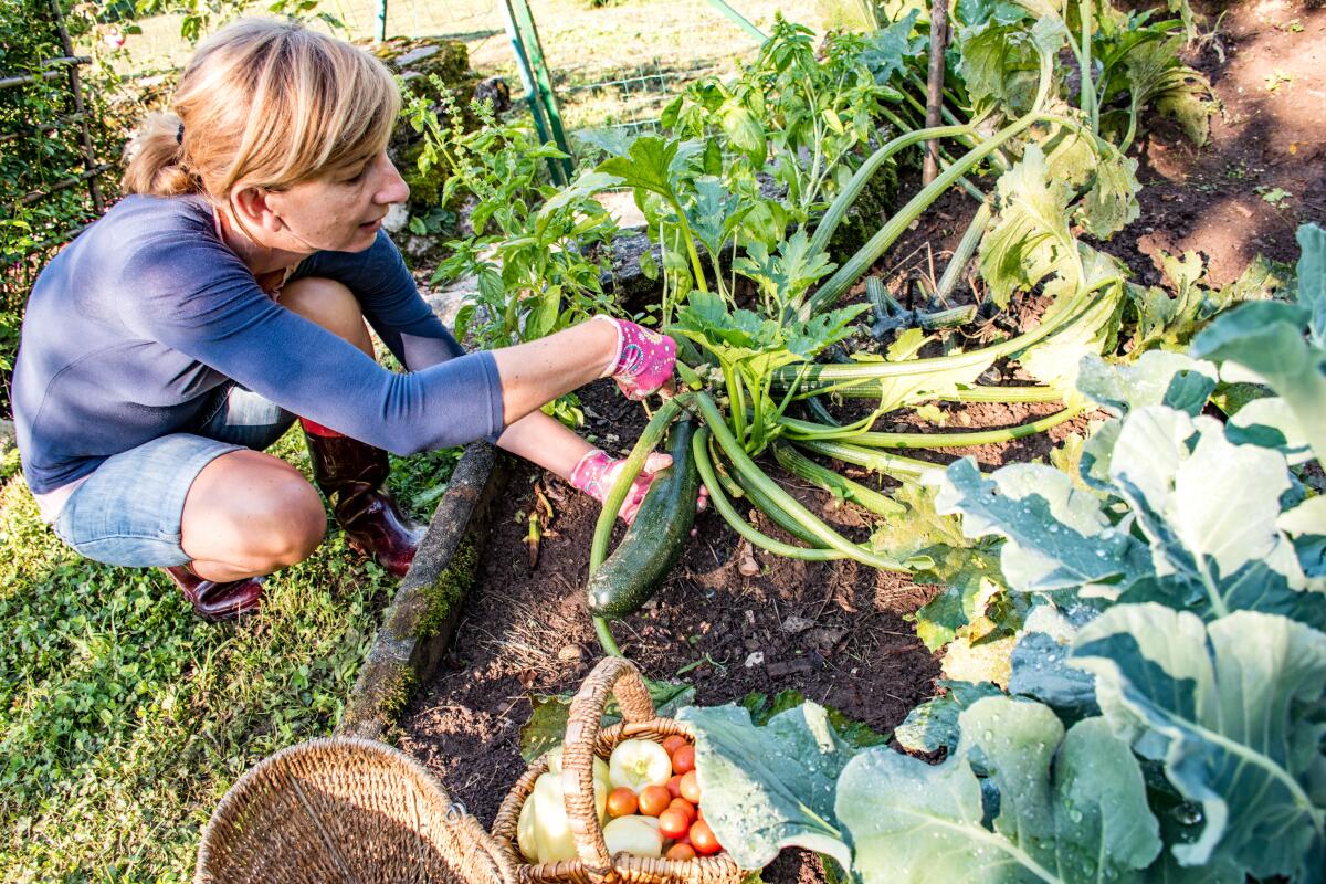 A woman harvests zucchini in her vegetable garden.