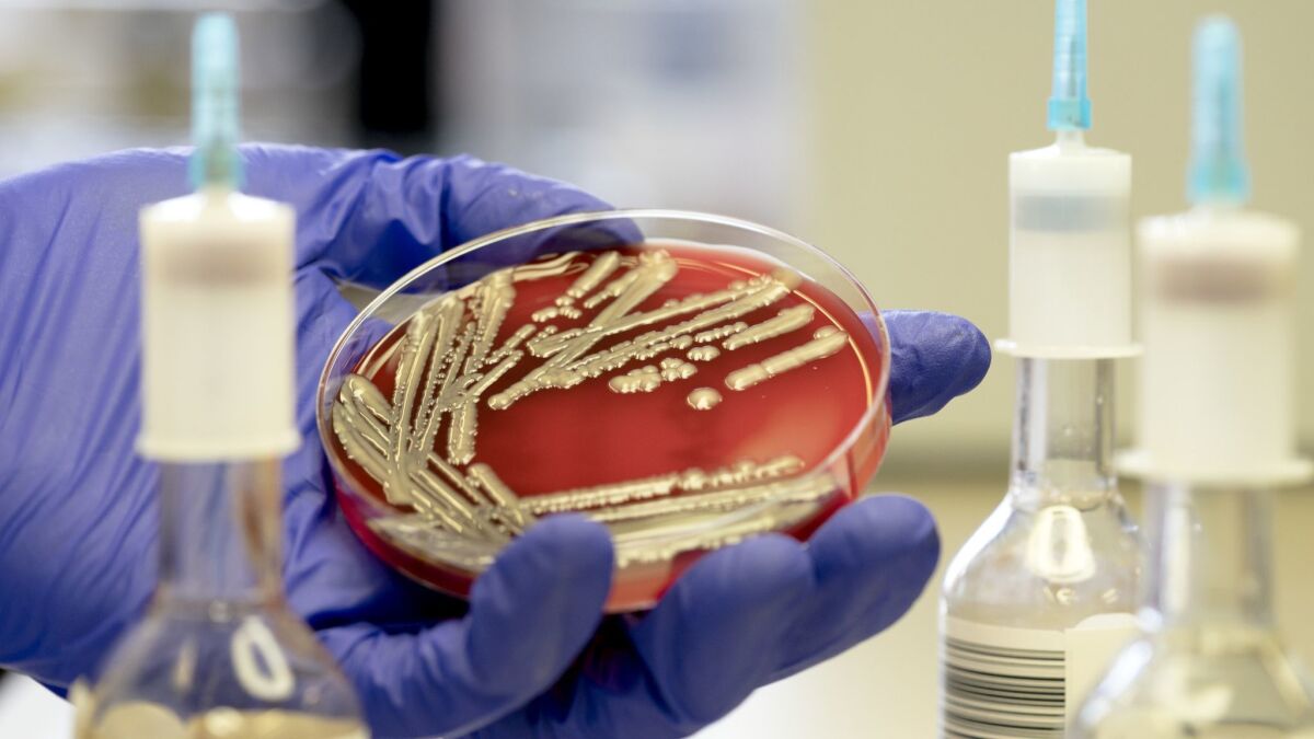 Superbug in a petri dish