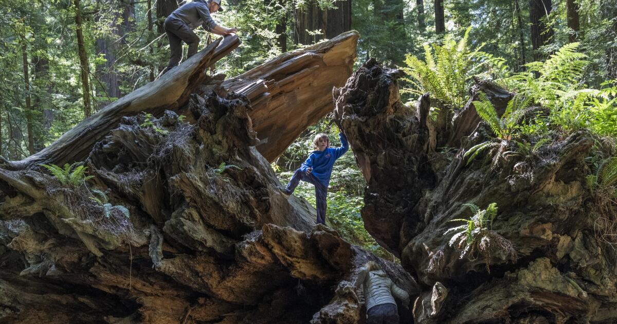 Un guide du comté de Humboldt, qui abrite les arbres les plus hauts du monde