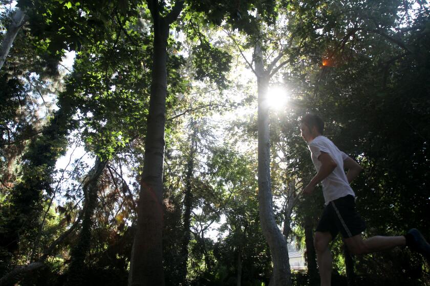 LOS ANGELES, CA September 13, 2013 -- A runner enjoys a jog in the shade on a trail near Los Feliz Blvd. and Fern Dell Dr. at Griffith Park in Los Angeles on September 13, 2013. (Cheryl A. Guerrero / Los Angeles Times)