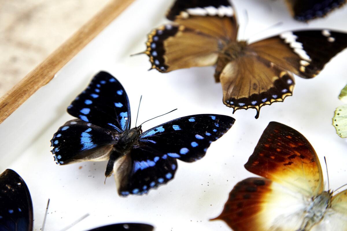 Some of the butterflies captured by Mark Williams are on display in his office. He started collecting at 5 and says he was an avid lepidopterist by 7.
