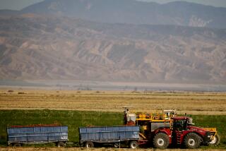 New Cuyama, CA - A mechanical harvester pulls carrots from a field near the town of New Cuyama in October. Cuyama Valley residents, ranchers and farmers have banded together to promote a boycott against two Bakersfield-based growers that produce carrots locally. Those companies have filed a lawsuit against community members over groundwater rights. (Luis Sinco / Los Angeles Times)