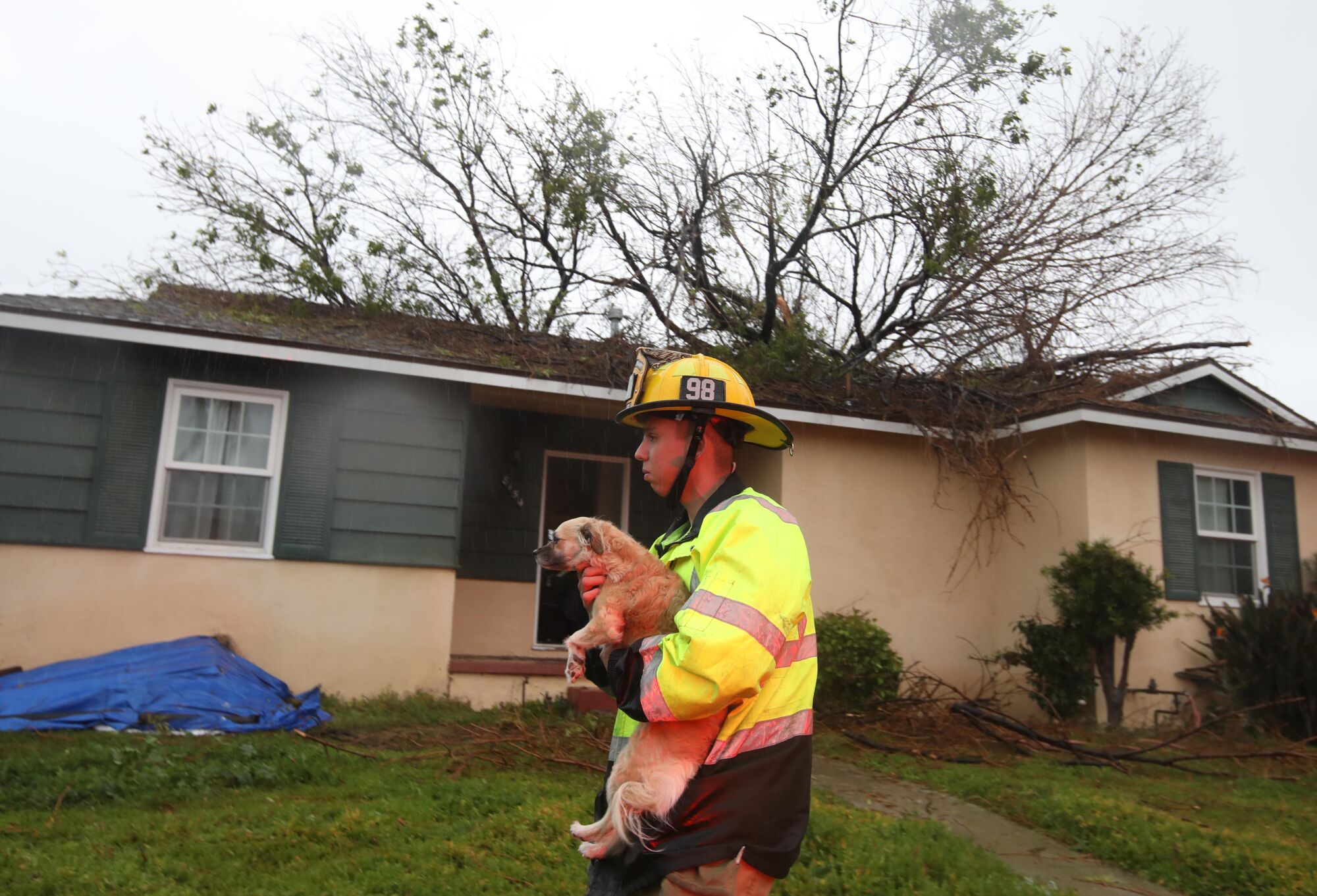 A LAFD firefighter helps evacuate a dog from a storm damaged home in Panorama City.