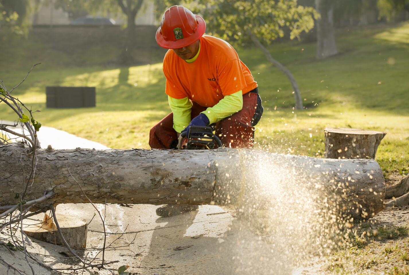 Dying urban trees