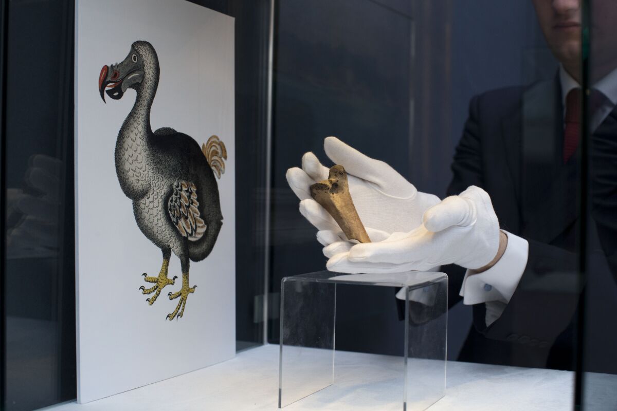 FILE - A rare fragment of a Dodo femur bone is displayed for photographs next to an image of a member of the extinct bird species at Christie's auction house's premises in London, March 27, 2013. Colossal Biosciences has raised an additional $150 million from investors to develop genetic technologies that the company claims will help to bring back some extinct species, including the dodo and the woolly mammoth. Other scientists are skeptical that such feats are really possible, or even advisable for conservation. (AP Photo/Matt Dunham, File)