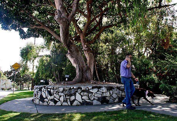 Jose Manco walks with his chocolate Lab Gracie past the original coral tree from which cuttings were taken to grow the many other coral trees in Brentwood, which activists wage a constant battle to maintain.
