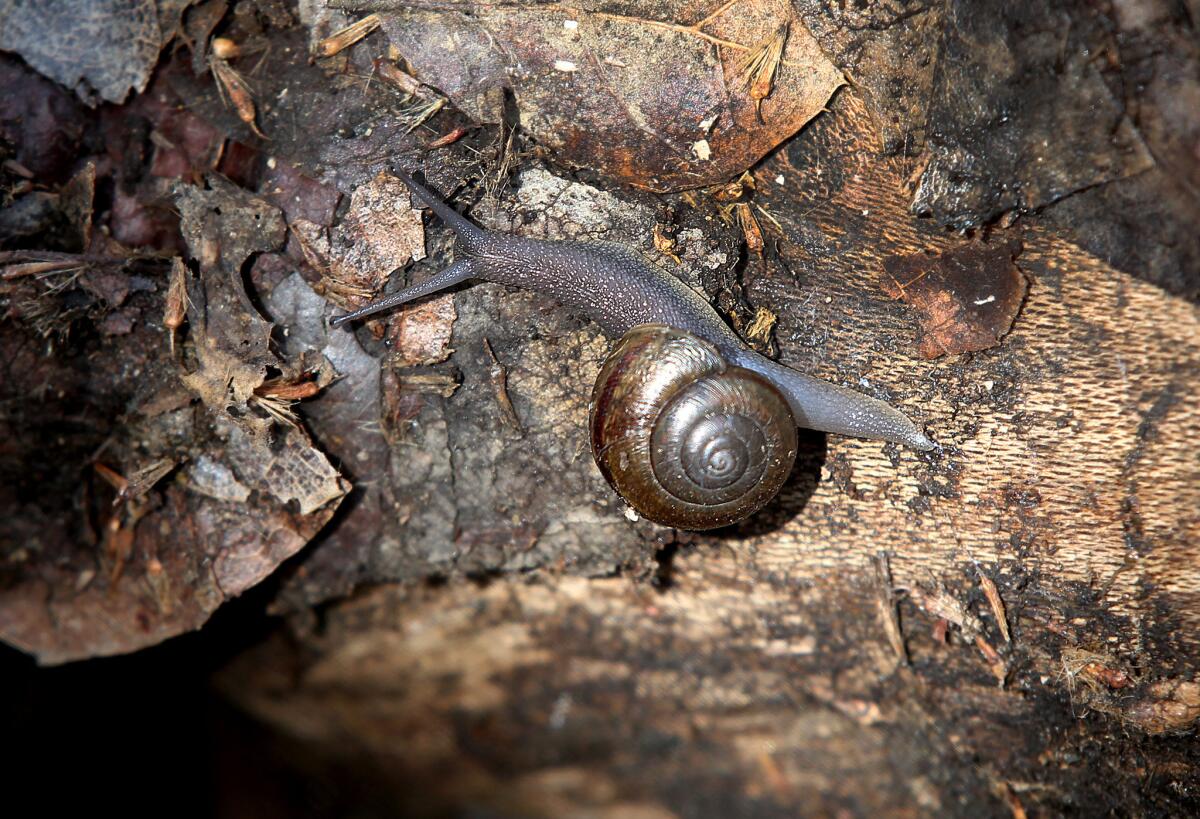 A snail crawls along a log.