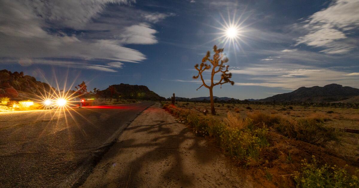 Wildfires threaten Joshua trees to be vital for species survival in regional parks Wildfires threaten Joshua trees to be vital for species survival in regional parks