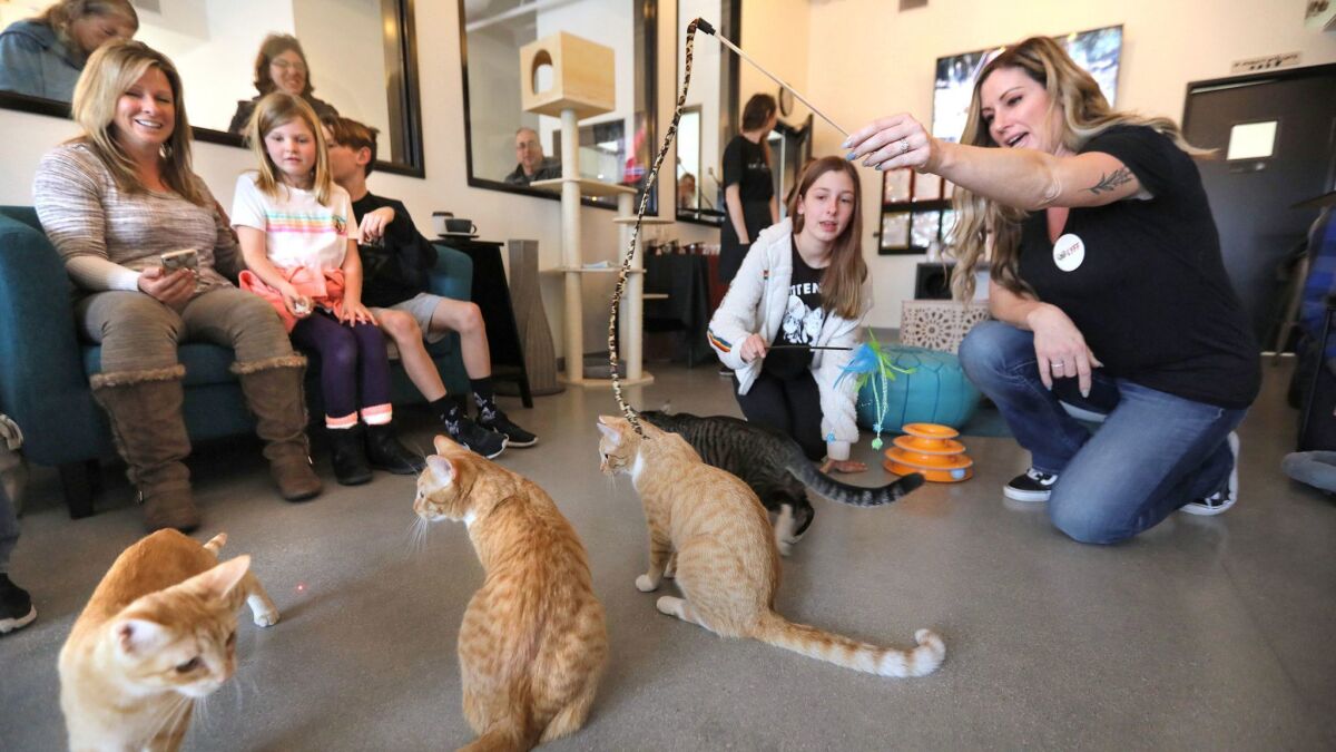 Cats get attention from visitors on opening day Saturday at Cat & Craft in Vista. At right are volunteers Heather Thomas and her daughter Keely Thomas, 13.