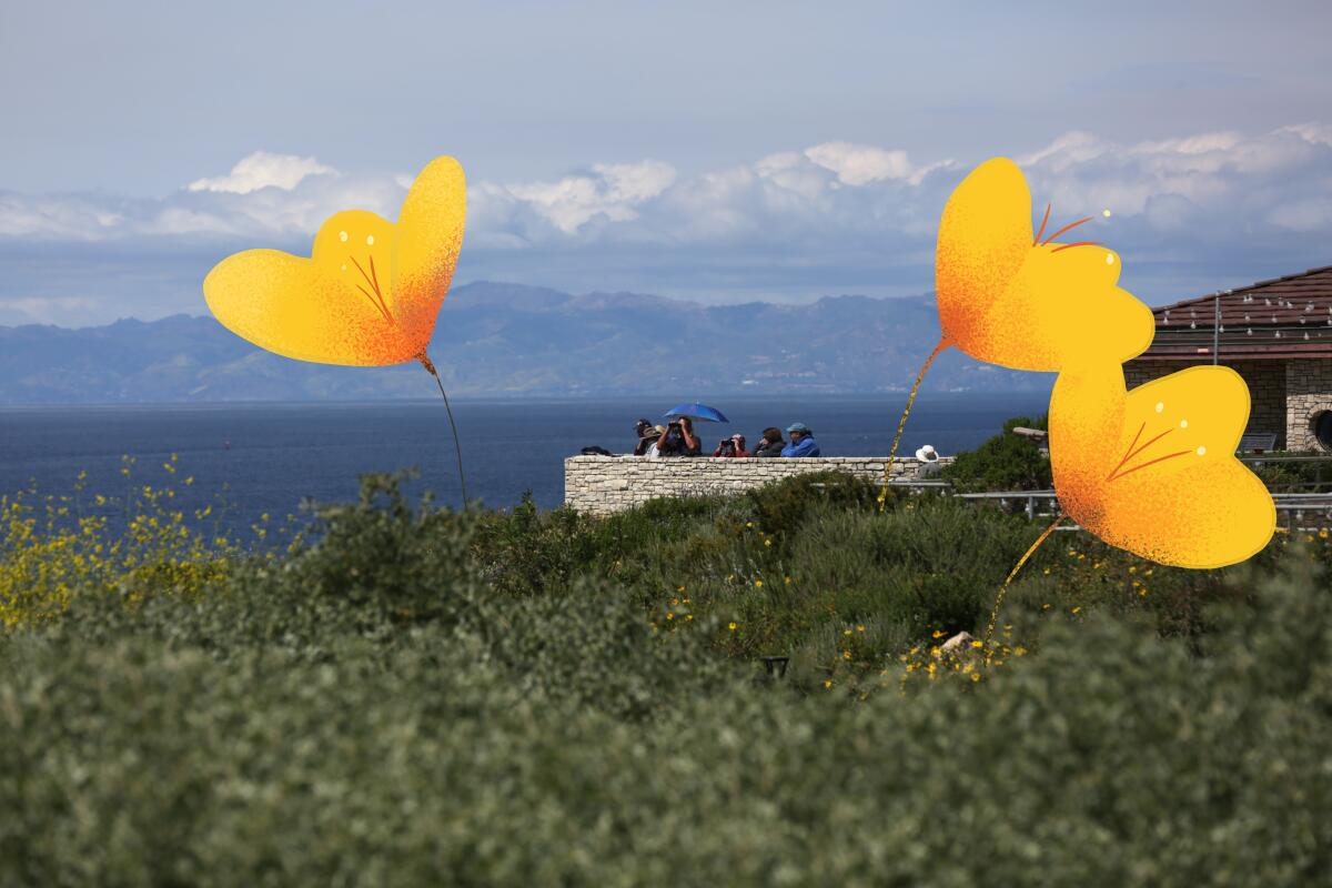 Whale spotters on a balcony on a clear day with illustrated yellow flowers in the foreground.