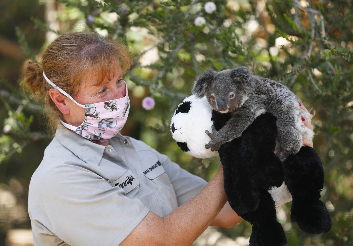Jennifer Roesler wildlife care specialist holds Omeo, a koala joey