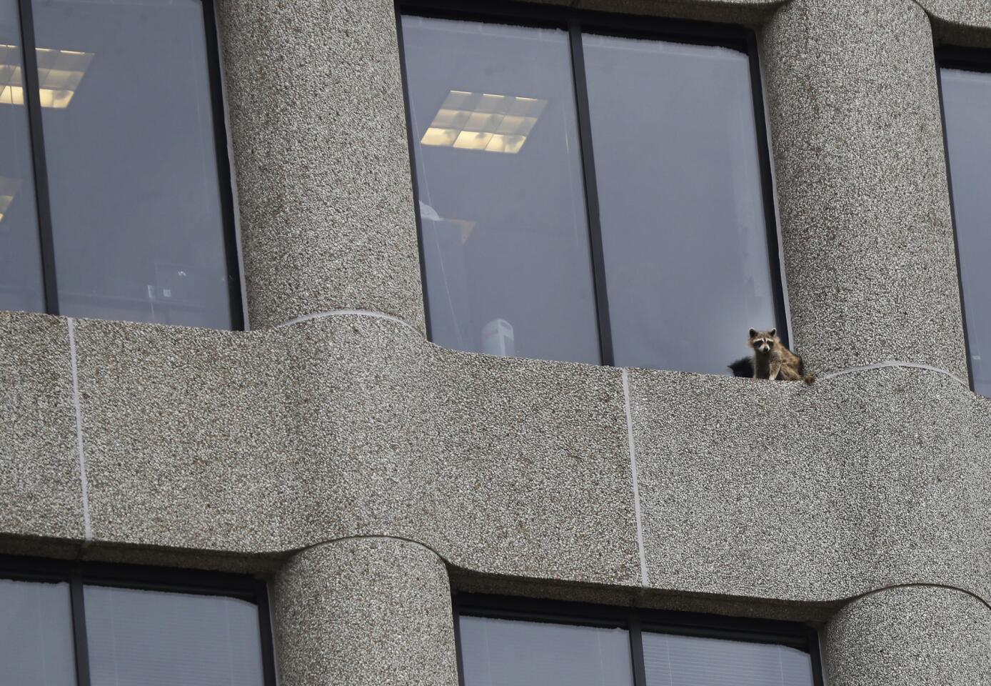 A raccoon sits on the ledge of an office window in the UBS Tower in downtown St. Paul, Minn., June 12, 2018. The raccoon captivated onlookers and generated interest on social media after it started scaling the office building.