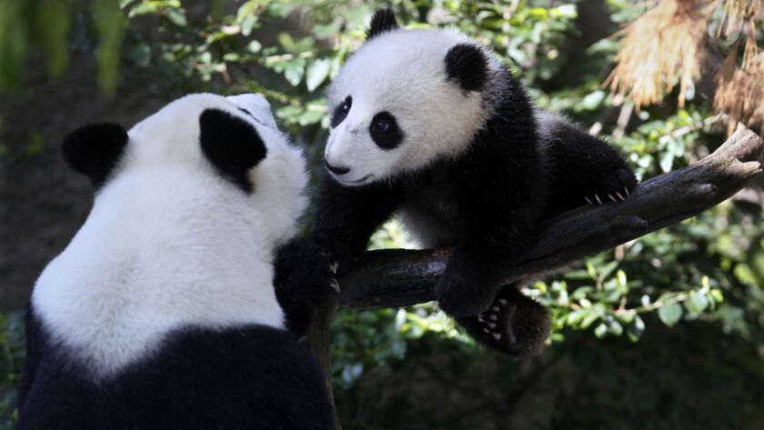 Xiao Liwu, représentée à 7 mois, essaie de faire jouer maman Bai Yun en 2013.