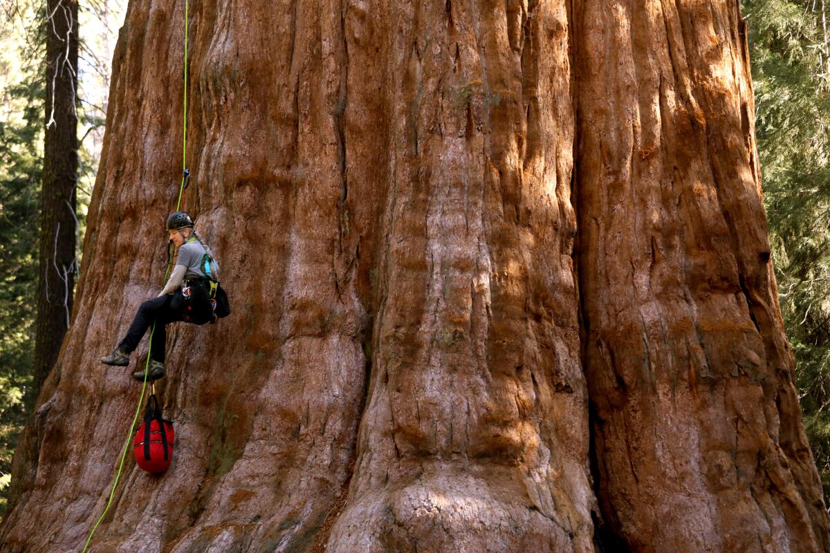A park worker hangs from ropes alongside a giant sequoia
 