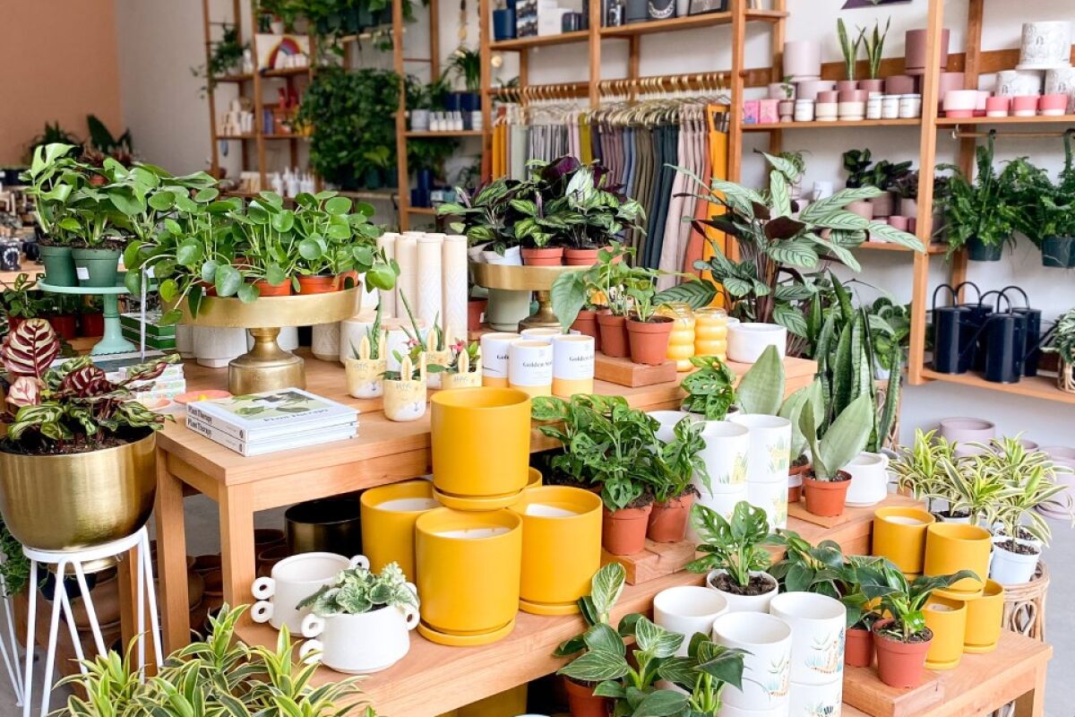 Una tienda llena de plantas de interior y regalos.