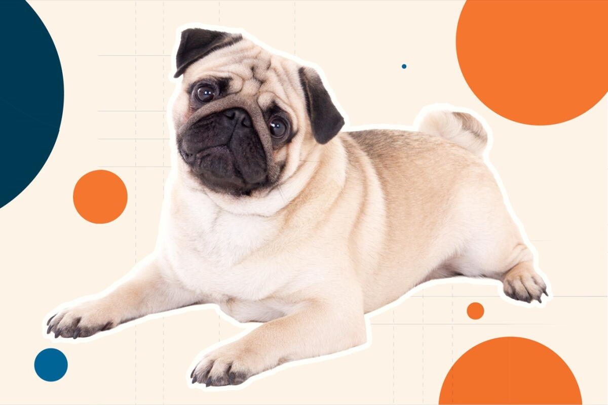 Non Inbread Pug Pug Dog Breed: Essential Care Tips & Characteristics You Need to Know ...