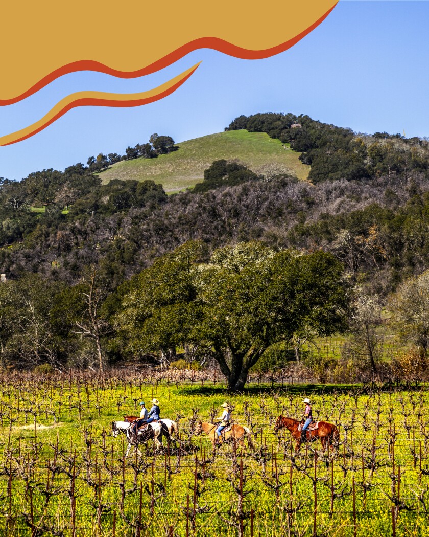 People ride horses through the Bartholomew Estate Winery in Sonoma, Calif.