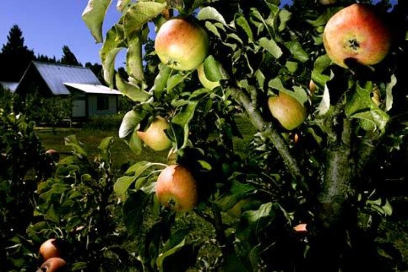 The Apple Farm in Philo, 120 miles northwest of San Francisco in the Anderson Valley wine country.