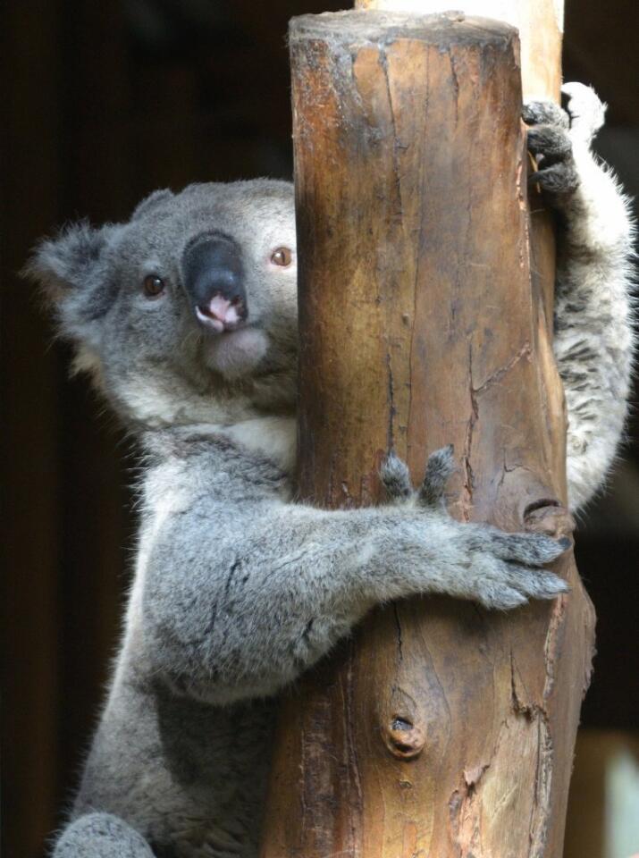 Romantic koala