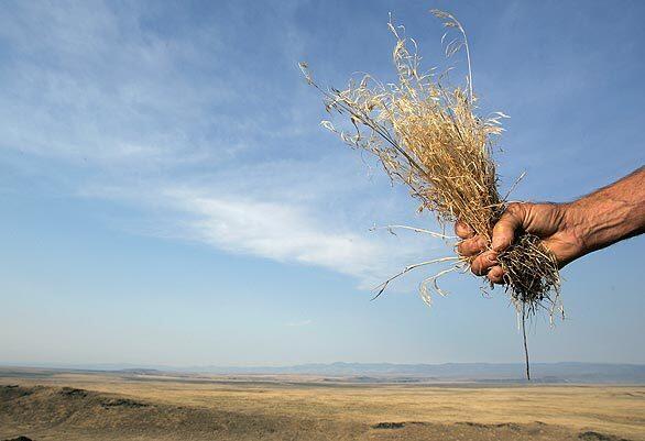 Cheatgrass