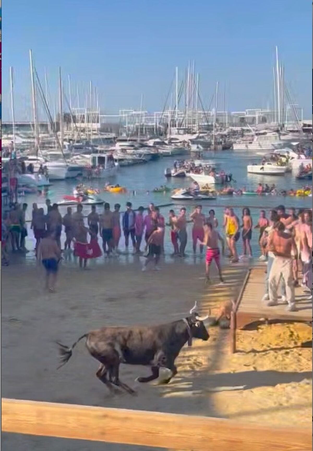 A bull runs in the arena at the Bulls in the Sea event in Dénia, Spain.