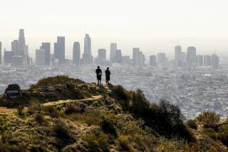 LOS ANGELES, CA - NOVEMBER 11: Several trails feed into the Mt Hollywood Trail leading to the peak of Mount Hollywood at 1,625 ft which is the second tallest peak in Griffith Park. The trails provide amazing views of the Griffith Observatory, downtown Los Angeles, the Hollywood Sign and views to the Pacific Ocean on clear days. much more. There are many trails that lead to Mt. Hollywood, but a favorite trail begins near the Ferndell Nature Area. Griffith Park on Thursday, Nov. 11, 2021 in Los Angeles, CA. (Al Seib / Los Angeles Times).