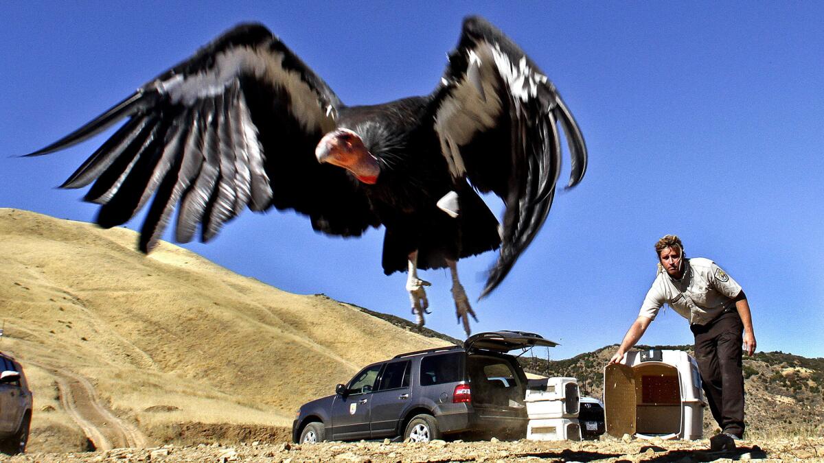 A female California condor takes to the sky north of Fillmore, Calif. The species is still considered endangered.