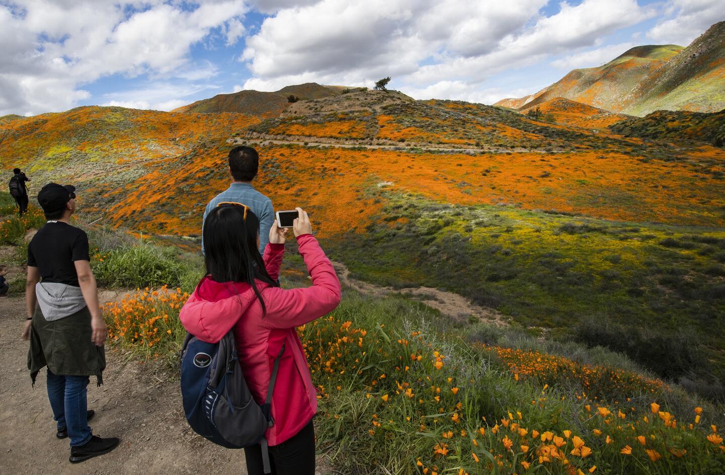 Poppies turn Lake Elsinore hillsides into a patchwork of orange hues.