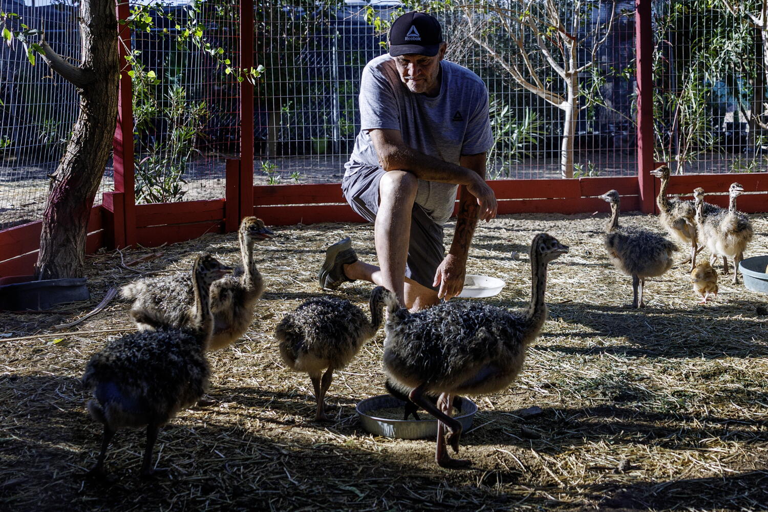 Bullets, blood and ostrich feathers: Why are they killing Mike Matson's beloved desert birds?
