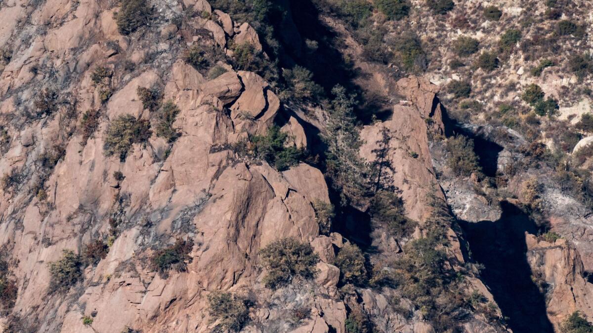 The condor nest is seen on a cliff near a lone pine tree.