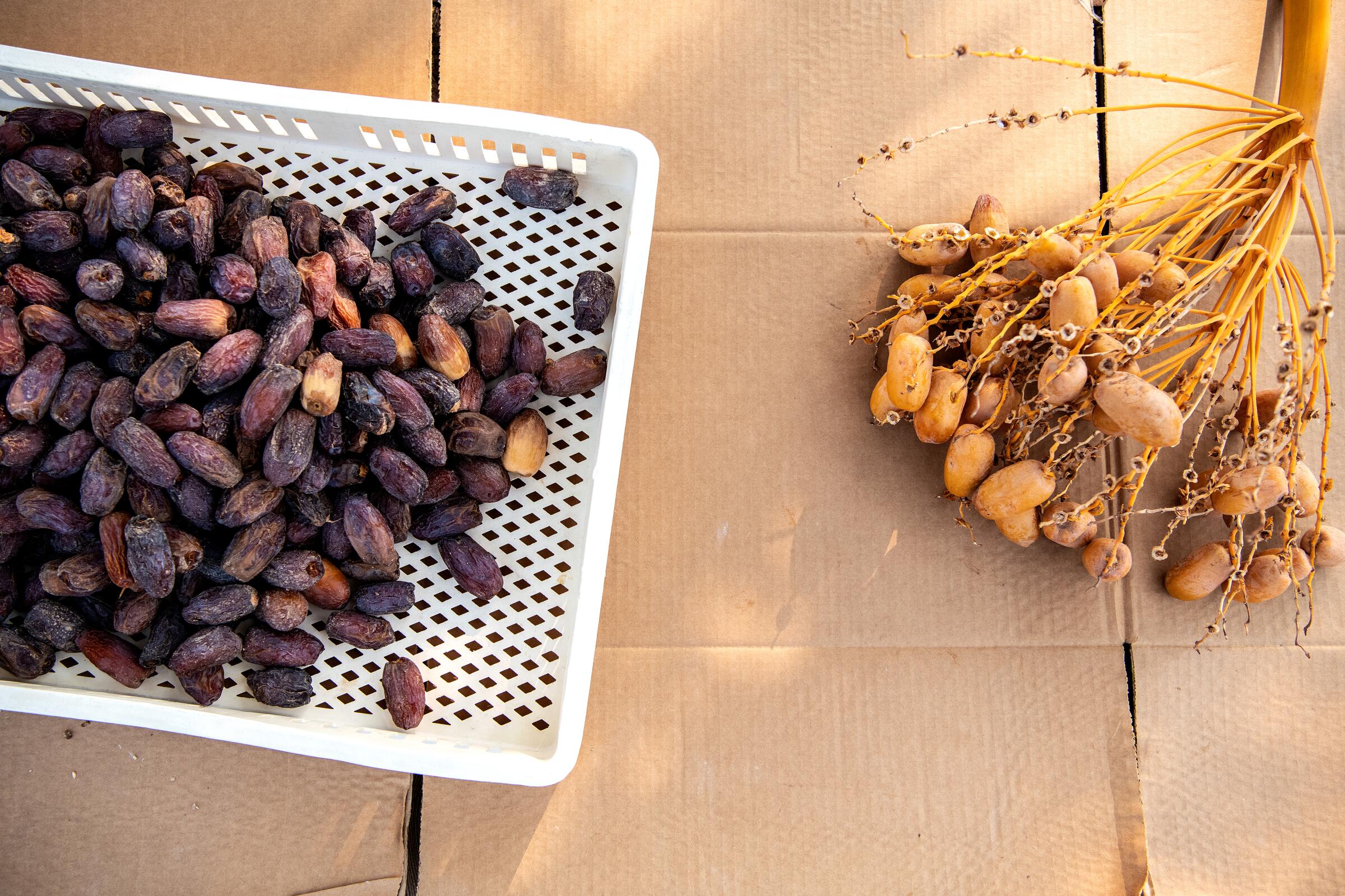 eating fresh dates