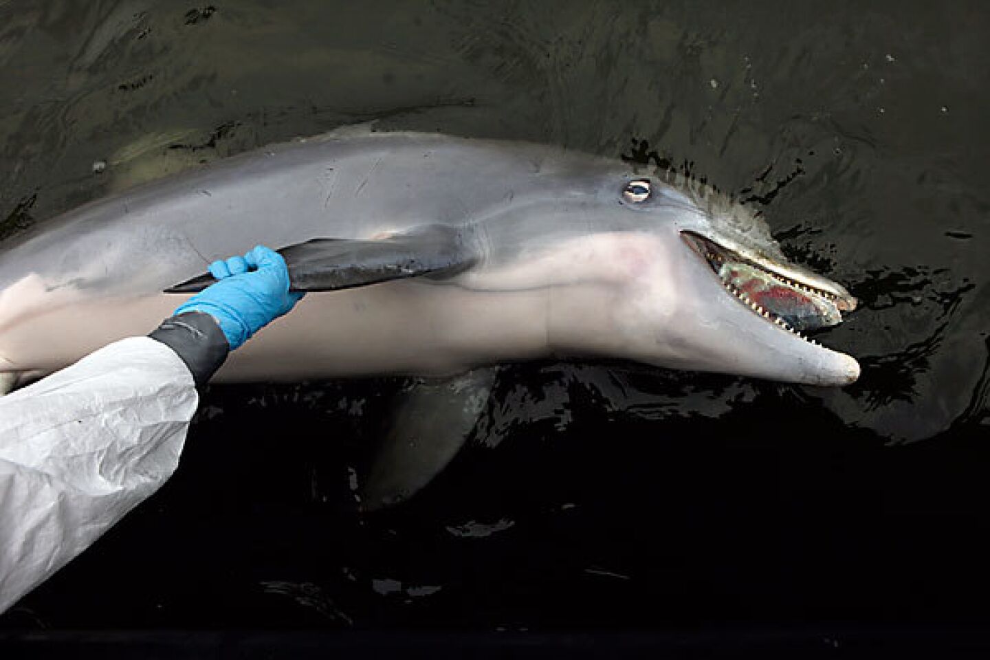Dead dolphin on gulf